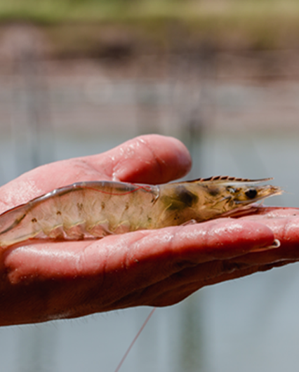 Wet hand holding a single fresh raw shrimp, showing its translucent body and dark markings