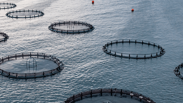Aerial view of circular fish farm cages floating in open ocean under an overcast sky, with red buoy markers visible in the distance