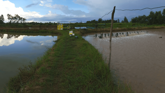 An quaculture farm with grass-lined earthen pond dividers, aeration paddlewheels churning brown water, and a yellow signboard, under a partly cloudy sky