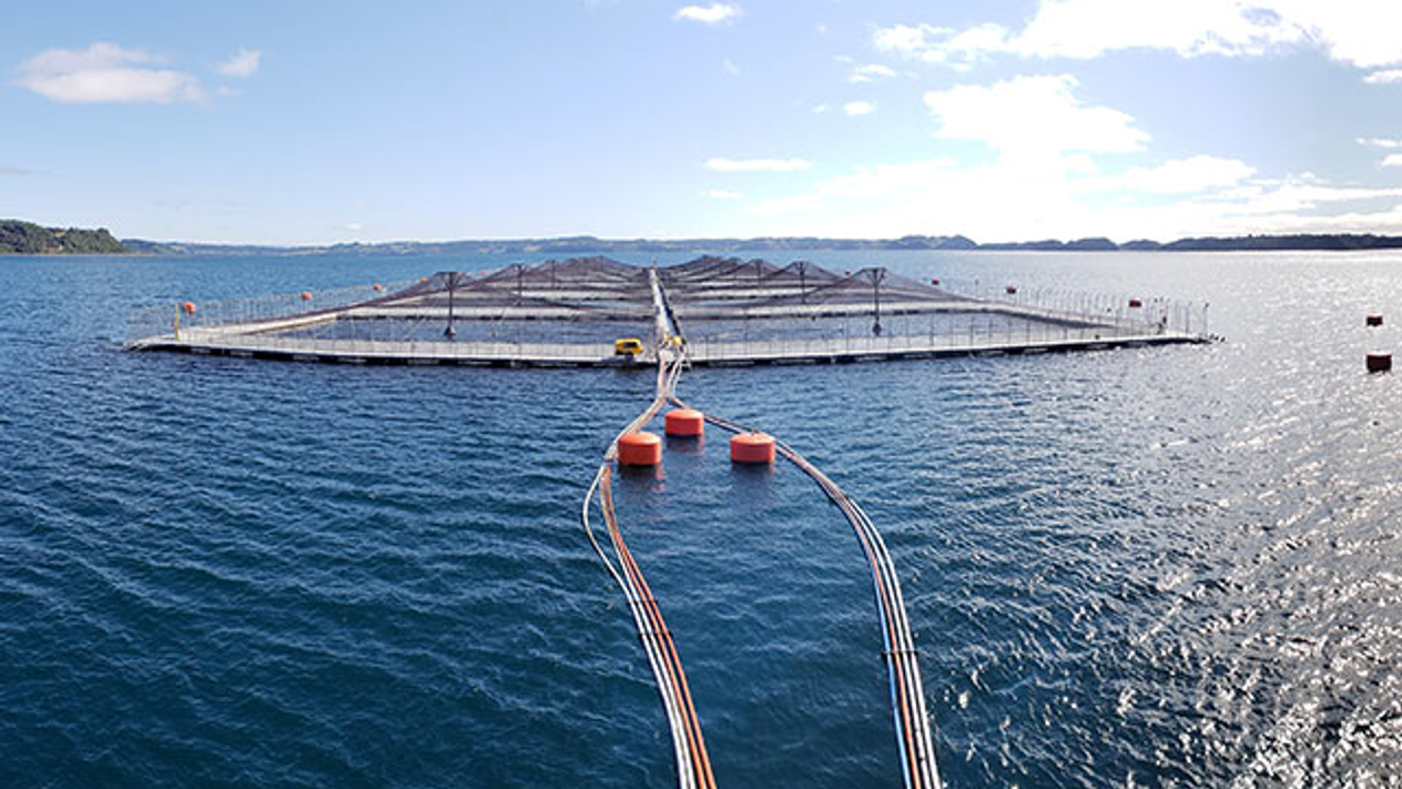 Salmon aquaculture farm with net pen cages and orange buoys on open water in Chile
