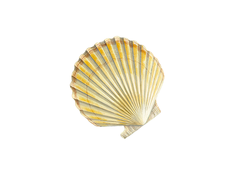 Weathervane scallop illustration