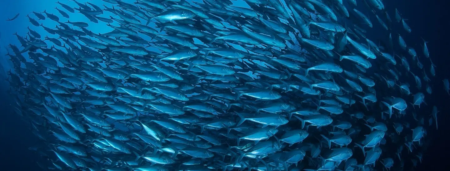 A large school of silvery fish swimming tightly together in blue ocean water.