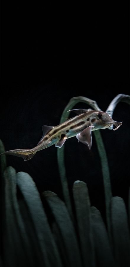 Flaunting its plow-nose proboscus, the Elephant fish (Callorhinchus milii) explores the Whalefall exhibit as part of Into the Deep