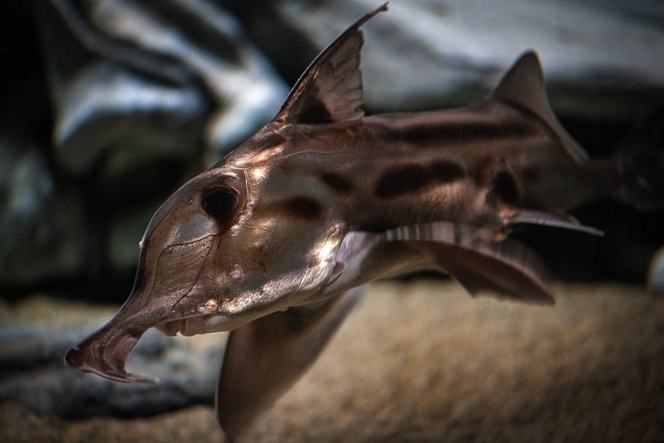 The elephant (fish) in the room | Monterey Bay Aquarium