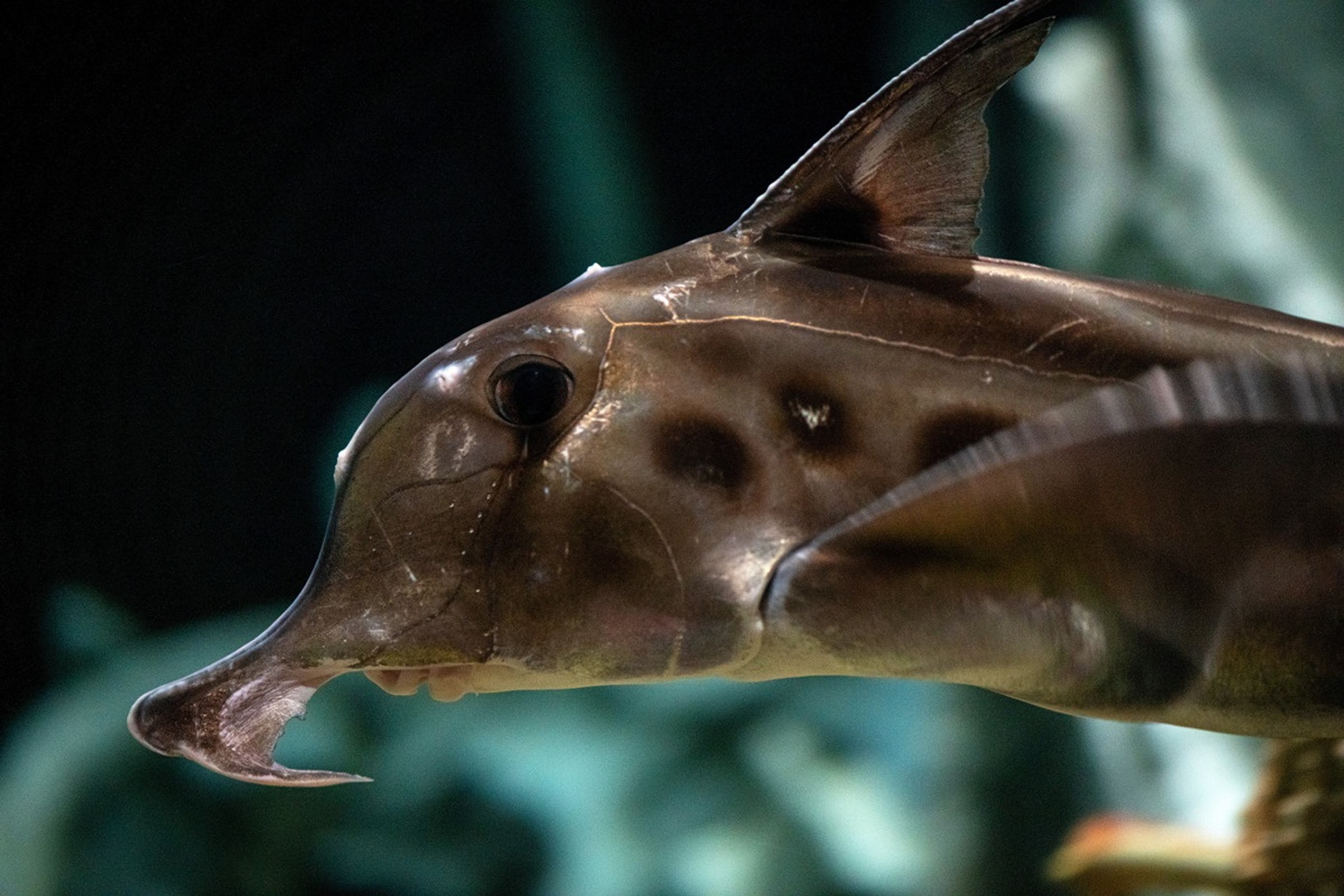 The elephant (fish) in the room | Monterey Bay Aquarium