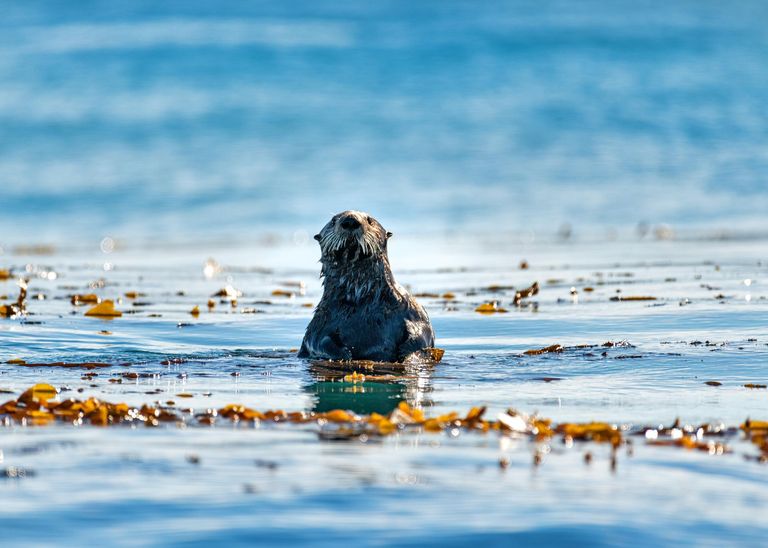 A California sea otter swimming through a dense kelp forest in the Pacific waters off Monterey Bay