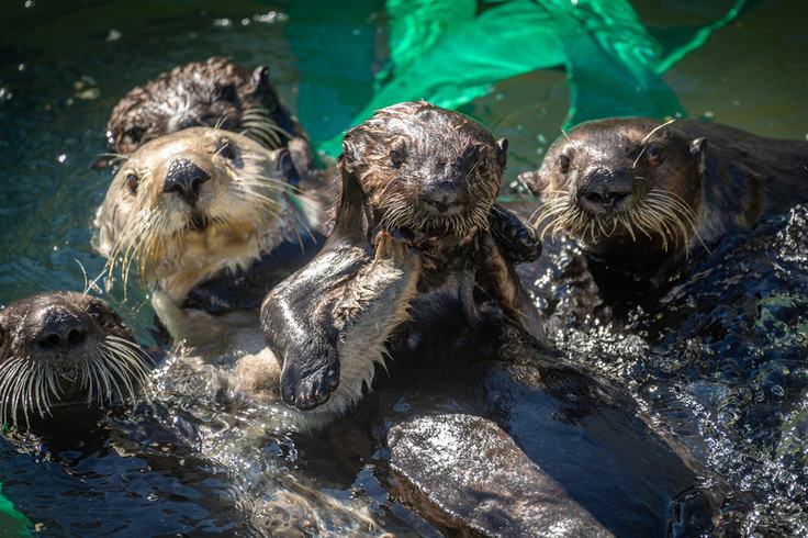A history of our Sea Otter Program | Monterey Bay Aquarium