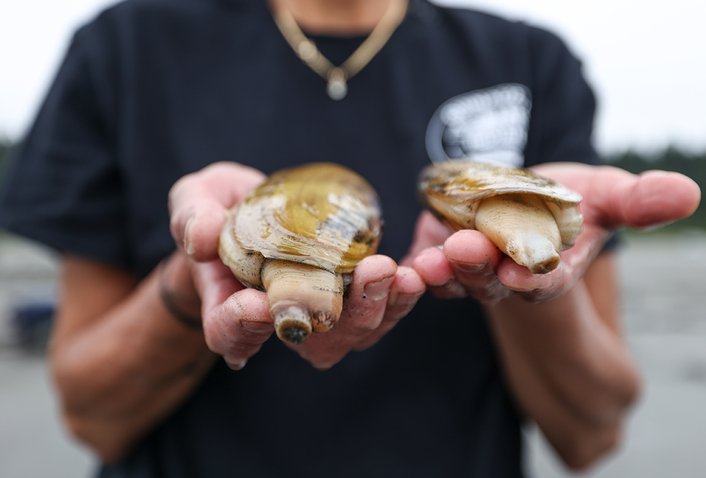 Quinault Indian Nation clam harvest blends… | Monterey Bay Aquarium