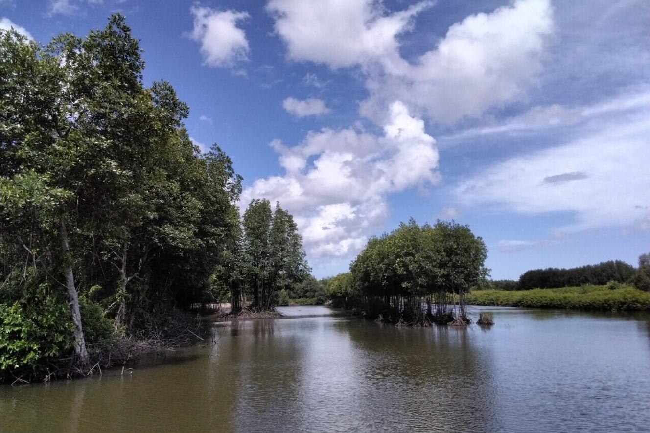Shrimp farming among mangrove trees in Vietnam.