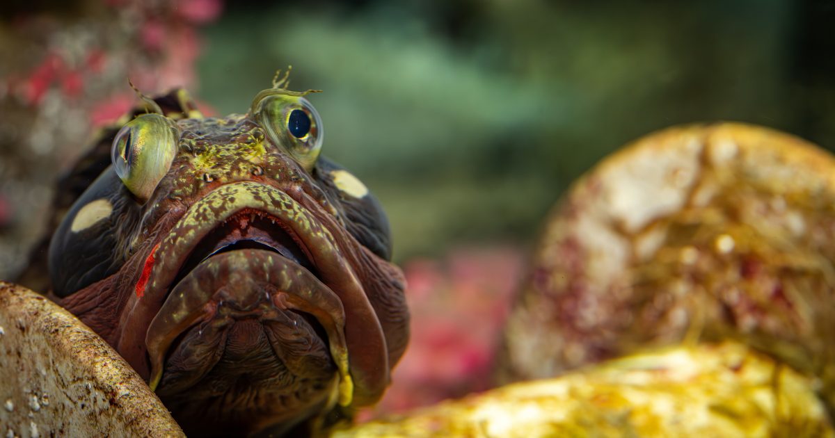 Incredible Fish Sarcastic fringehead wallpaper | Monterey Bay Aquarium
