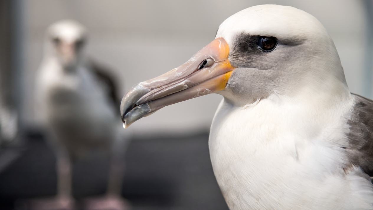 Close-up portrait of Makana the Laysan albatross with a second albatross blurred in the background