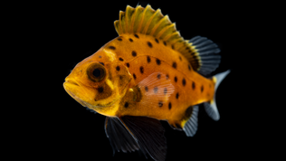 Juvenile giant sea bass orange with dark spots, a raised dorsal fin, and dark pectoral fins swimming in deep black ocean water
