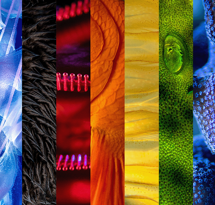 Nine columns of close up images of marine species to create the colors of an LGBTQ+ Pride flag