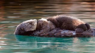A sea otter and pup swimming