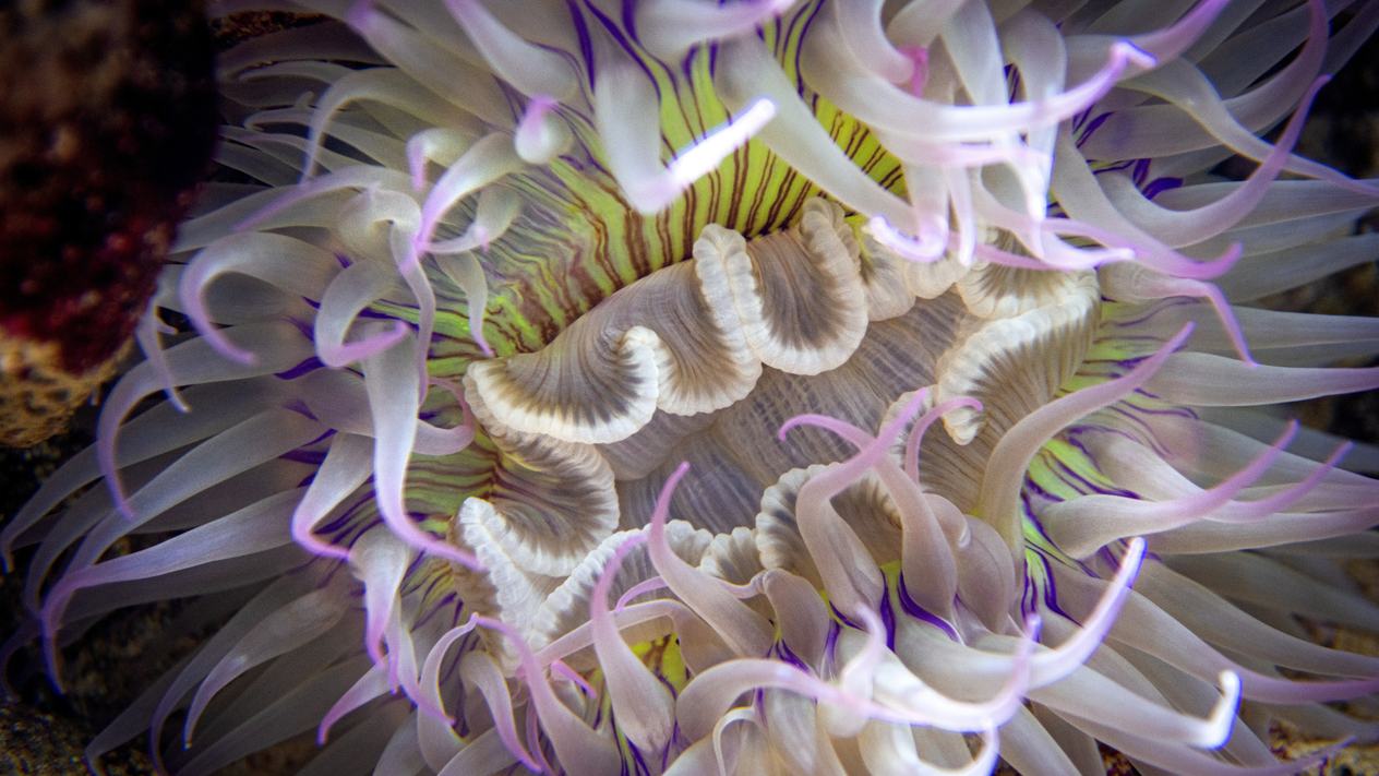 Aquarium Pride wallpapers | Monterey Bay Aquarium