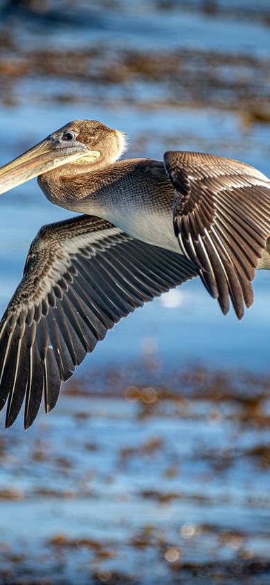 Brown pelican in full flight with wings spread wide soaring low over blue water and golden kelp beds in warm afternoon light