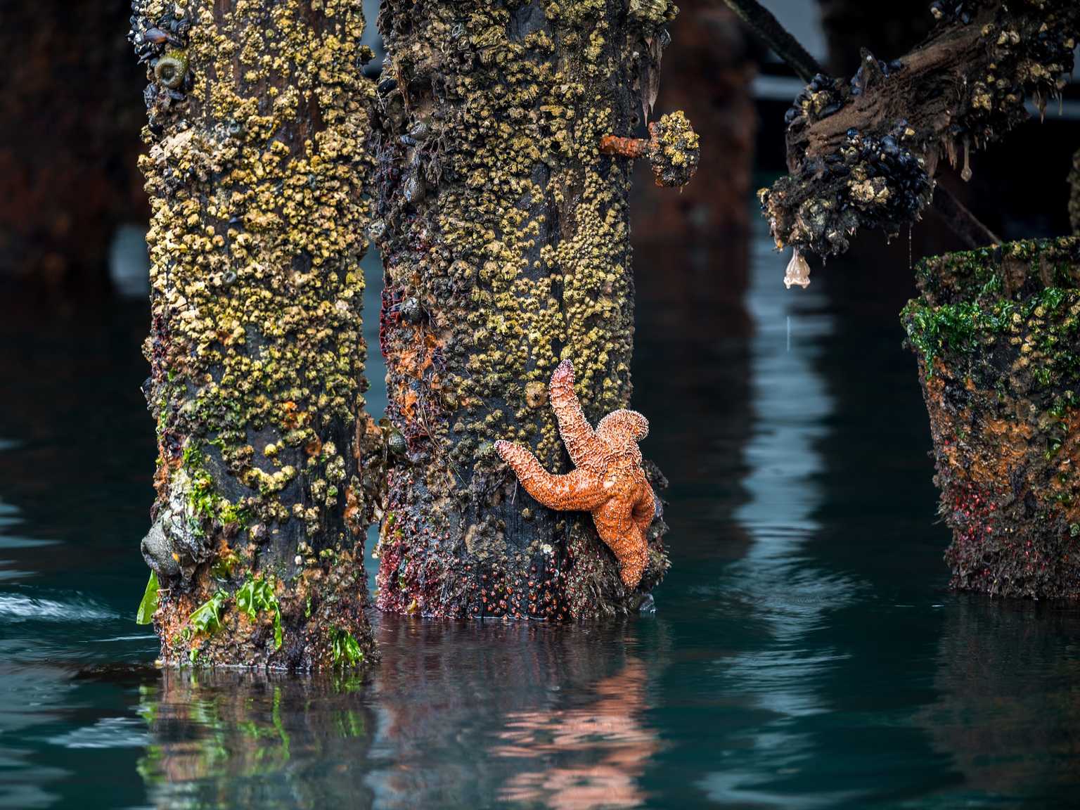 Orange sea star clinging to a barnacle-encrusted pier piling at the ocean waterline with green algae and teal water below