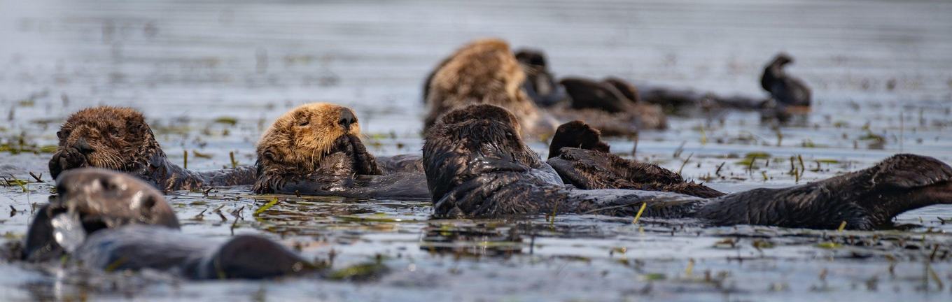 A raft of sea otters floating together on their backs in calm shallow water, wrapped in kelp, with one in the foreground looking up