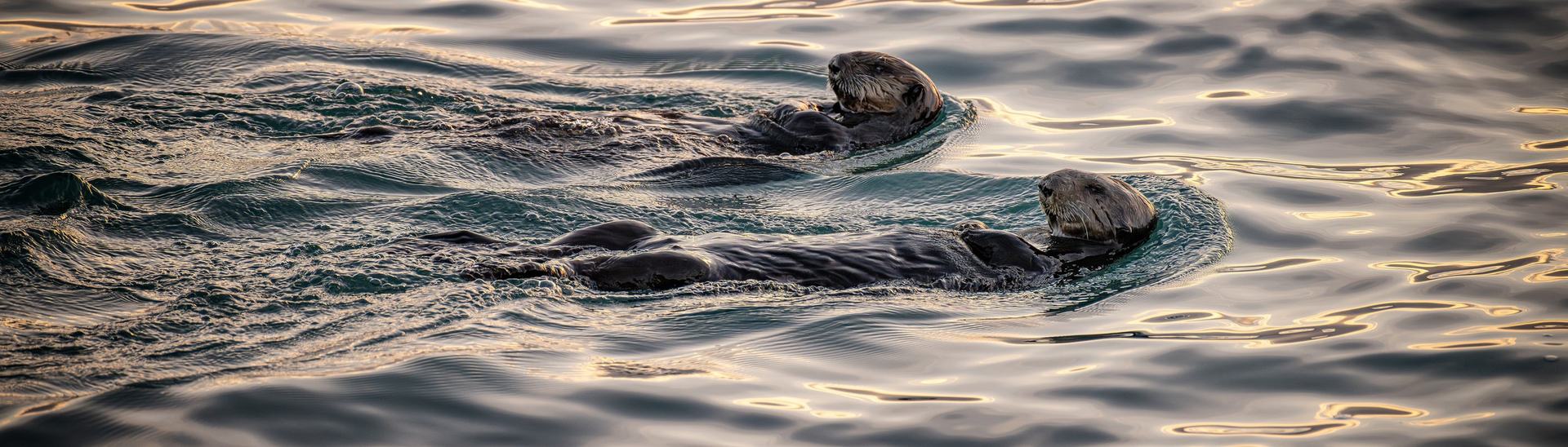 Sea Otter Awareness Week