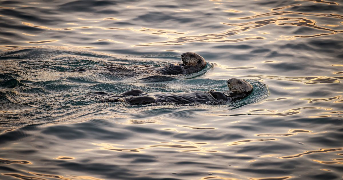 Sea Otter Awareness Week